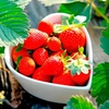 Strawberry Plants - Summer Fruiting Collection
