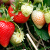 Strawberry Plants - Sweetheart