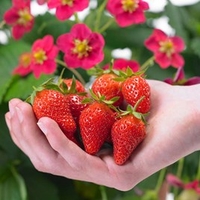 Strawberry Plants - Toscana