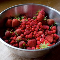 Strawberry Plants - Ultimate Collection