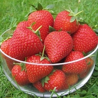 Strawberry Plants - Vibrant