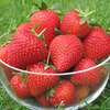 Strawberry Plants - Vibrant