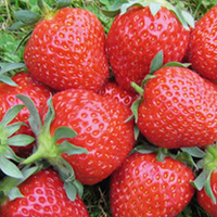 Strawberry Runners + Mulch Film + Grow Tunnel