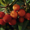 Strawberry Tree