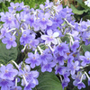 Streptocarpus and Saintpaulia Plants Collection