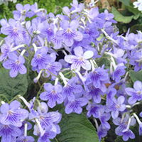 Streptocarpus and Saintpaulia Plants Collection
