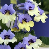 Streptocarpus Harlequin Blue