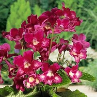 Streptocarpus Plant - Adele