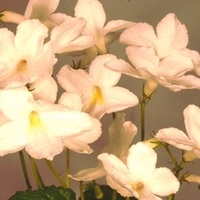 Streptocarpus Plant - Albatross