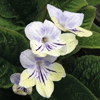 Streptocarpus Plant - Anwen