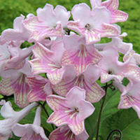 Streptocarpus Plant - Bella