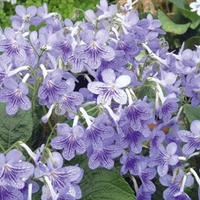Streptocarpus Plant - Bethan