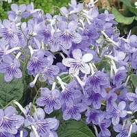 Streptocarpus Plant - Bethan