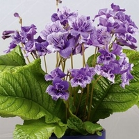 Streptocarpus Plant - Blue Frills