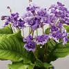 Streptocarpus Plant - Blue Frills