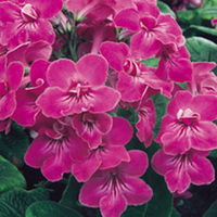 Streptocarpus Plant - Bristol
