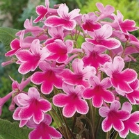Streptocarpus Plant - Caitlin