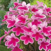 Streptocarpus Plant - Caitlin