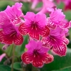 Streptocarpus Plant - Cariad
