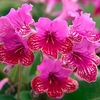 Streptocarpus Plant - Cariad