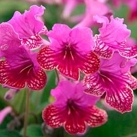 Streptocarpus Plant - Cariad