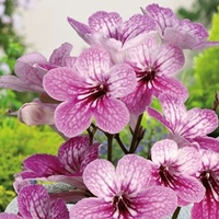 Streptocarpus Plant - Celebration