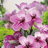 Streptocarpus Plant - Celebration