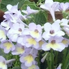 Streptocarpus Plant - Charlotte