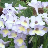 Streptocarpus Plant - Charlotte