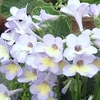 Streptocarpus Plant - Charlotte