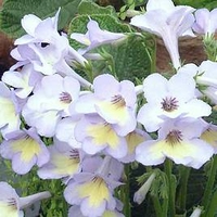 Streptocarpus Plant - Charlotte