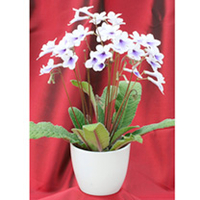 Streptocarpus Plant - Crystal Ice & Ceramic Pot