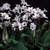 Streptocarpus Plant - Crystal Ice