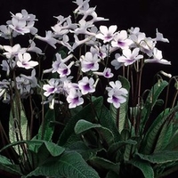 Streptocarpus Plant - Crystal Ice