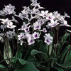 Streptocarpus Plant - Crystal Ice