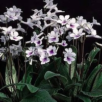 Streptocarpus Plant - Crystal Ice