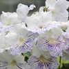 Streptocarpus Plant - Delia