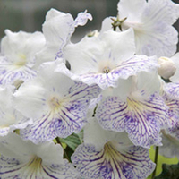 Streptocarpus Plant - Delia