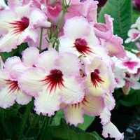Streptocarpus Plant - Ds-Horus