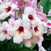 Streptocarpus Plant - Ds-Horus