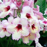 Streptocarpus Plant - Ds-Horus