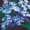 Streptocarpus Plant - Falling Stars