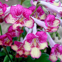 Streptocarpus Plant - Gold Rose