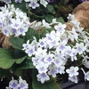 Streptocarpus Plant - Gwen