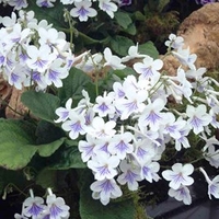Streptocarpus Plant - Gwen