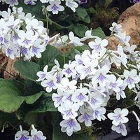 Streptocarpus Plant - Gwen