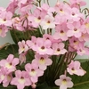 Streptocarpus Plant - Hannah