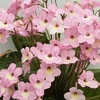 Streptocarpus Plant - Hannah