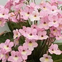 Streptocarpus Plant - Hannah