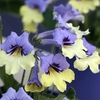 Streptocarpus Plant - Harlequin Blue